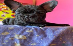 Bulldog Francese cani in vendita: 🐾🏡 Cuccioli di Bulldog Francese 🐾🏡 a Libero consorzio comunale di Agrigento - Immagine 4