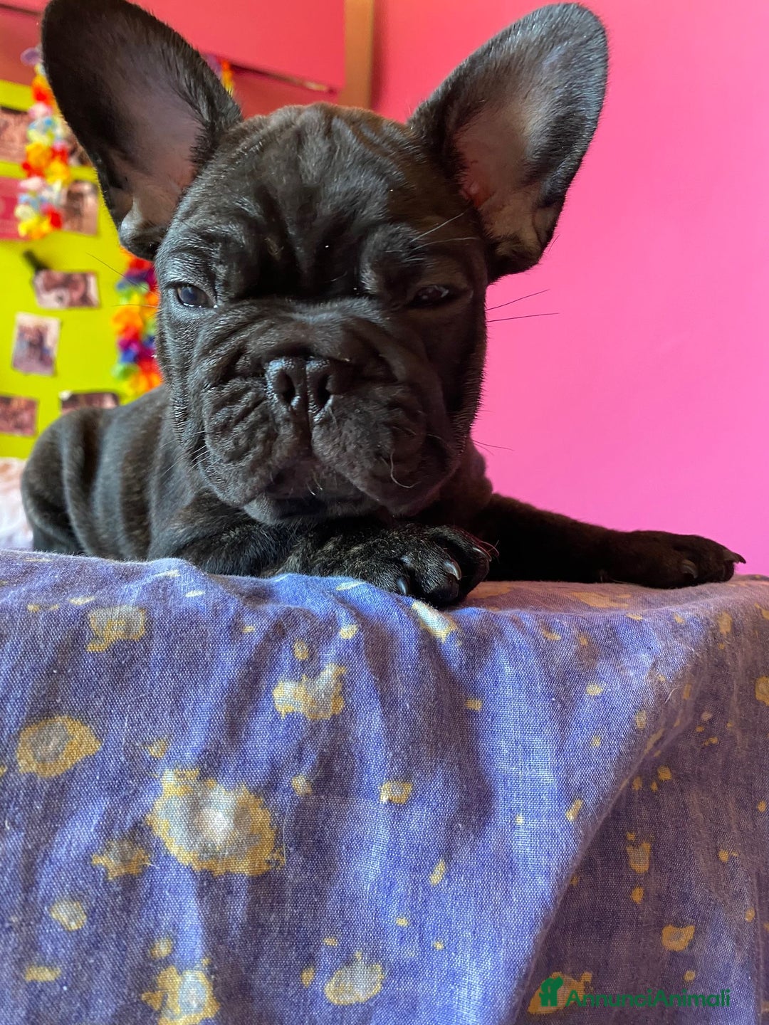 Bulldog Francese cani in vendita: 🐾🏡 Cuccioli di Bulldog Francese 🐾🏡 a Libero consorzio comunale di Agrigento - Immagine 4