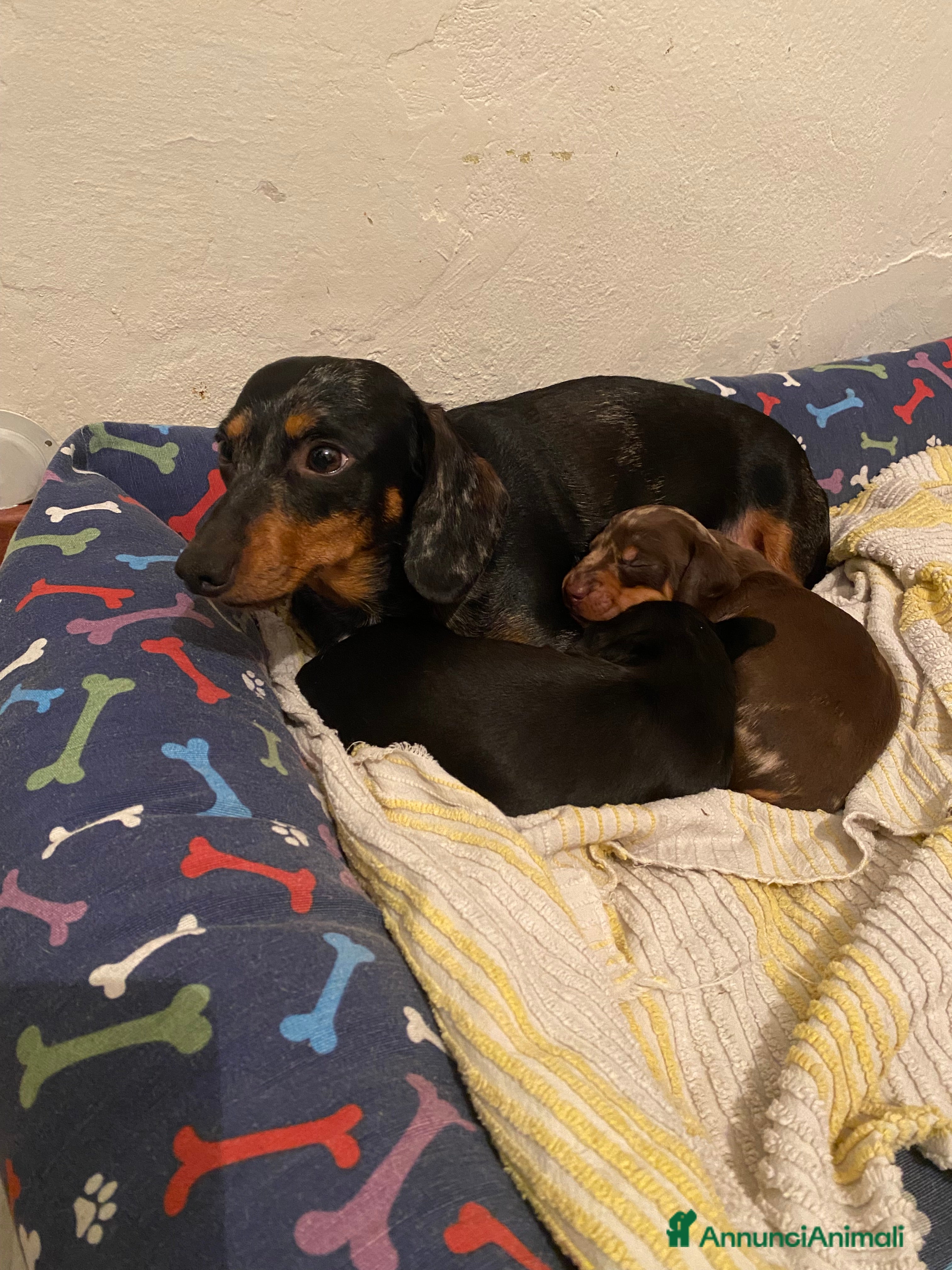 Bassotto cani nero focato e arlecchino cioccolato  - Annuncio 1