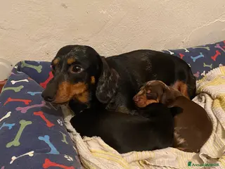 Bassotto cani nero focato e arlecchino cioccolato - Annuncio 3