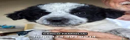 Meticcio cani in regalo: AUGUSTO 💙 pronto per il suo capitolo più bello - Annuncio 1