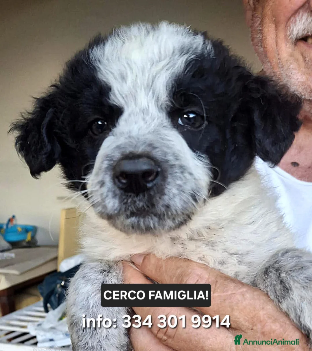 Meticcio cani in regalo: AUGUSTO 💙 pronto per il suo capitolo più bello - Annuncio 1