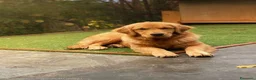Golden Retriever cani in vendita: Golden retriever americani 100% - Annuncio 5