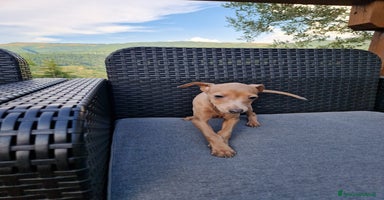 Levriero cani a Provincia di Prato - Annuncio 10