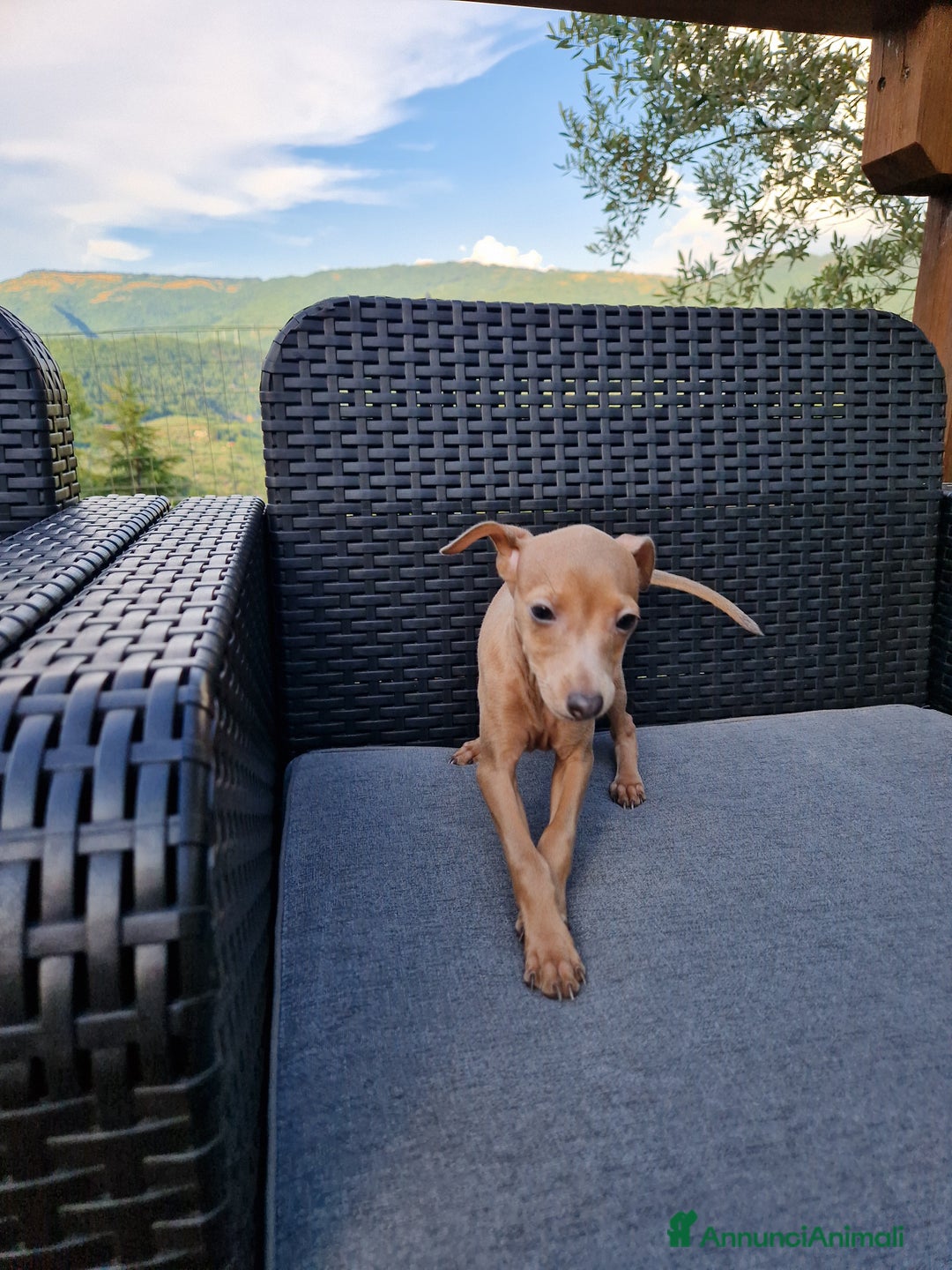 Levriero cani in vendita: Piccolo levriero italiano  a Provincia di Prato - Immagine 2