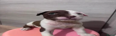 Pitbull 1