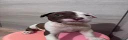 Pitbull cani in vendita: Cuccioli american pitbull terrier  - Annuncio 5