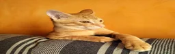 Meticcio gatti in regalo: 6 mesi, sano, ok cani e gatti  - Annuncio 4