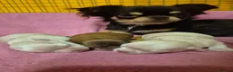 Chihuahua cani in vendita: Cuccioli chihuahua PELO LUNGO con pedigree  - Annuncio 1