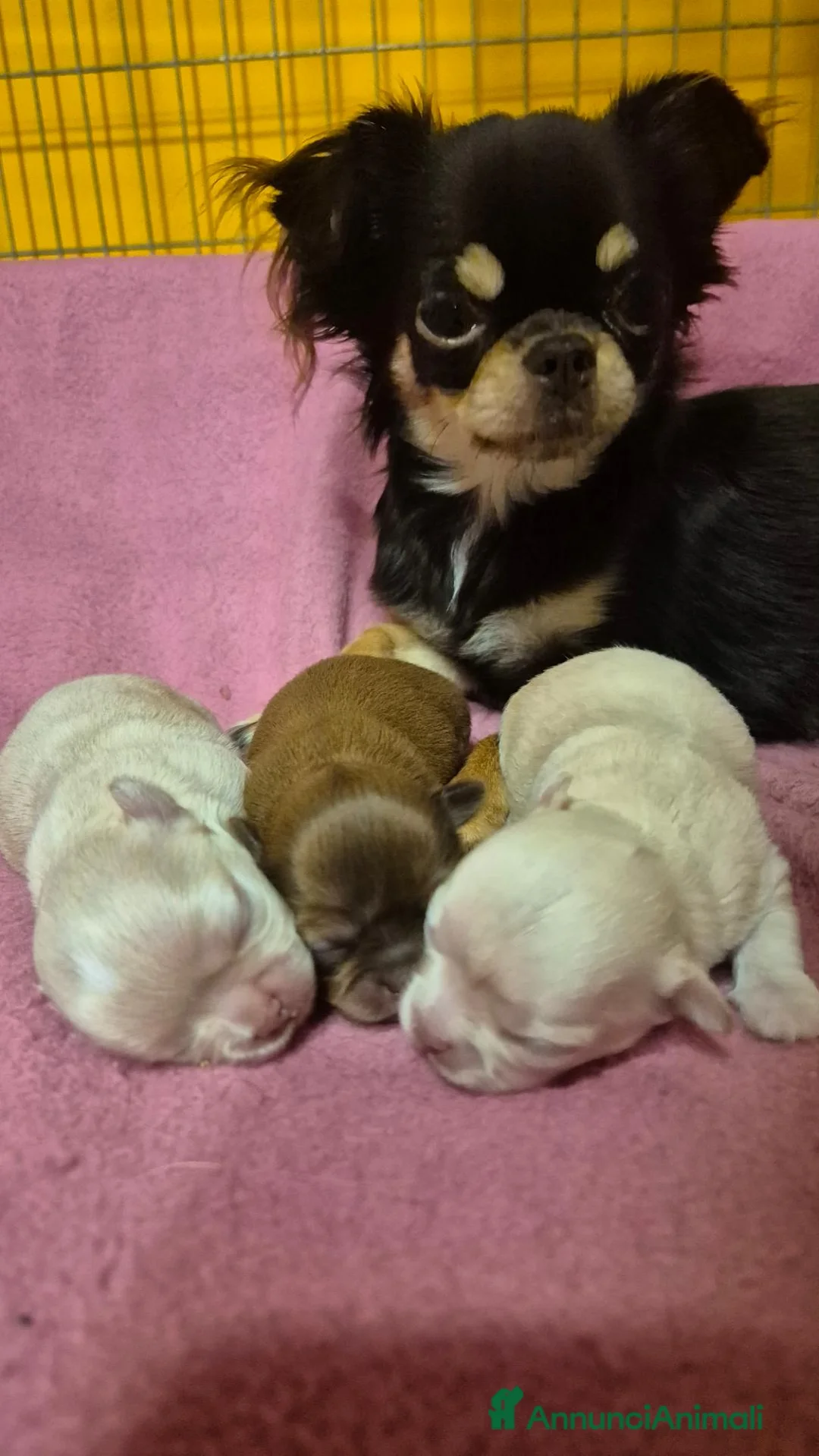 Chihuahua cani in vendita: Cuccioli chihuahua PELO LUNGO con pedigree  - Annuncio 1