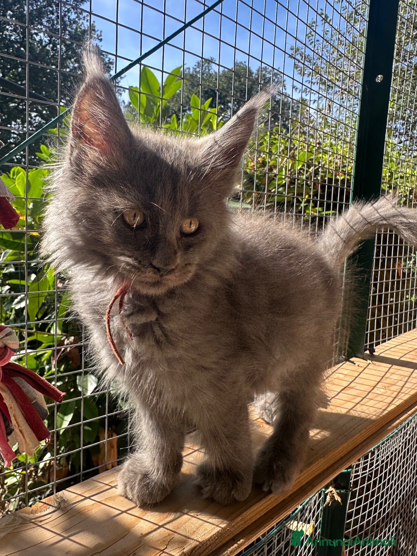 Maine Coon gatti Cucciola Maine coon blue - Annuncio 6
