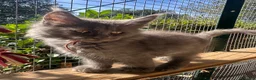 Maine Coon gatti in vendita: Cucciola Maine coon blue - Annuncio 1