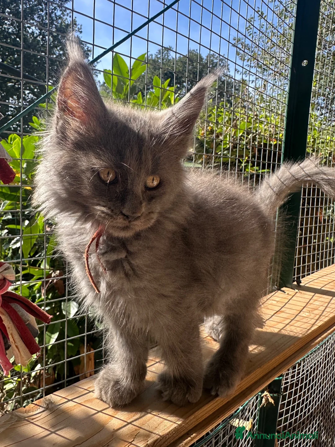 Maine Coon gatti in vendita: Cucciola Maine coon blue - Annuncio 1