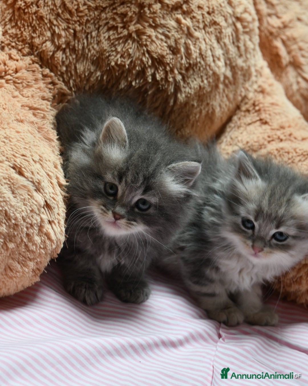 Siberiano gatti Cuccioli di gatto siberiano  - Annuncio 10