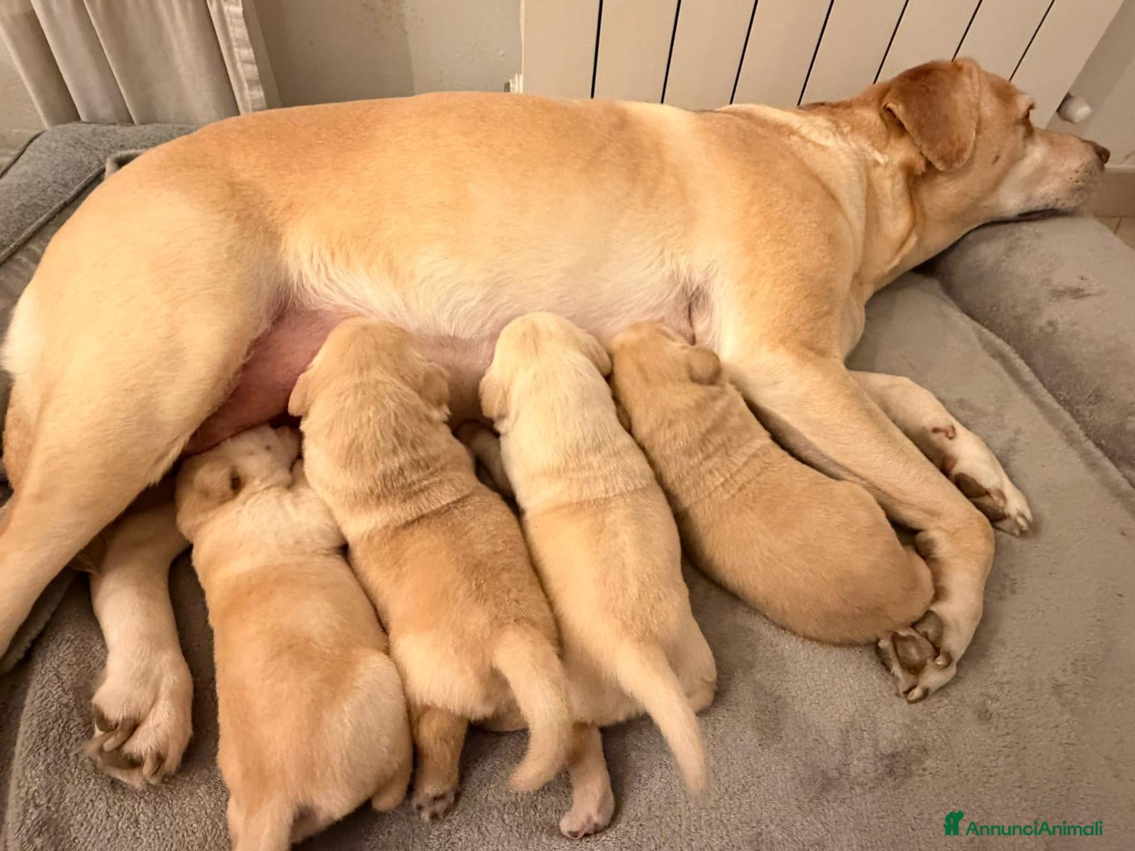 Labrador cani Labrador retriver miele - Annuncio 3