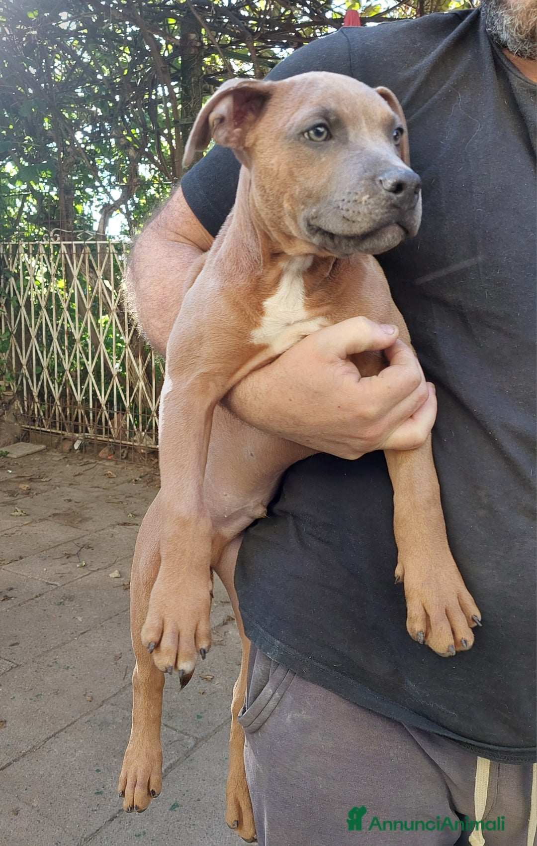 American Bully cani in vendita: Cuccioli American pit bull terrier  - Annuncio 5