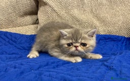 Exotic Shorthair gatti in vendita: Gattini exotic e persiani con pedigree a Provincia di Cuneo - Immagine 5