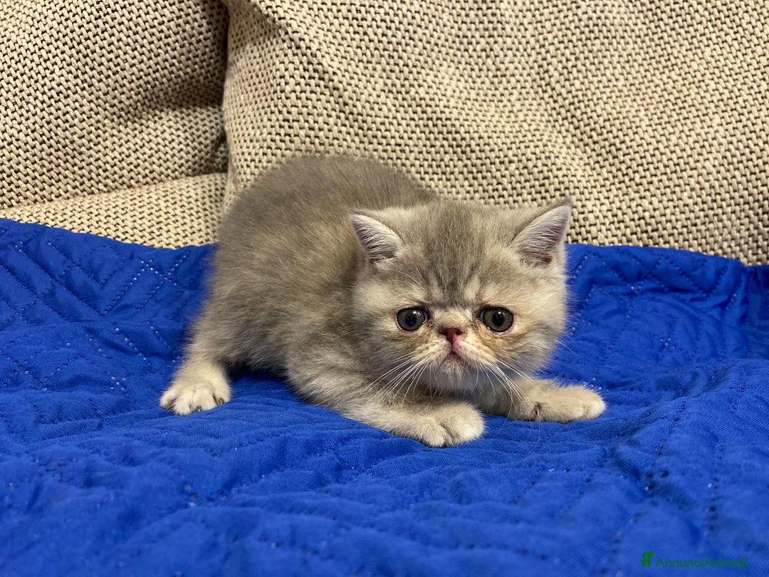 Exotic Shorthair gatti in vendita: Gattini exotic e persiani con pedigree a Provincia di Cuneo - Immagine 5