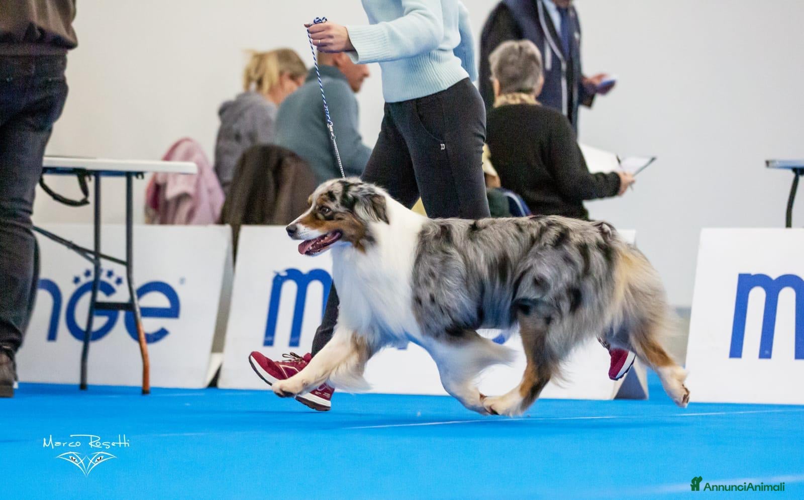Australian Shepherd cani Cucciolo Australian sheperd - Pastore Australiano - Annuncio 1