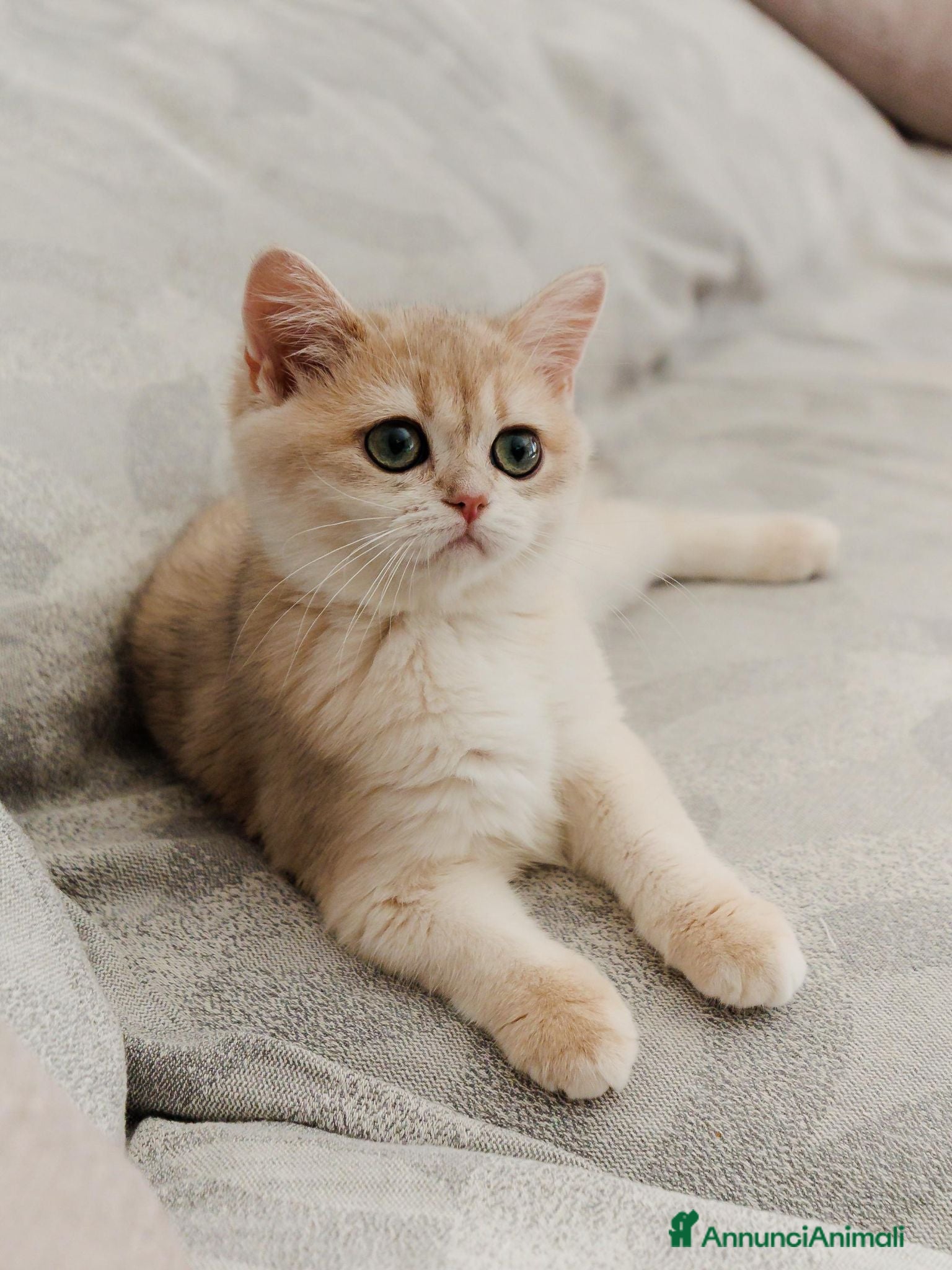 Scottish gatti Gattina Scottish straight blue golden - Annuncio 28
