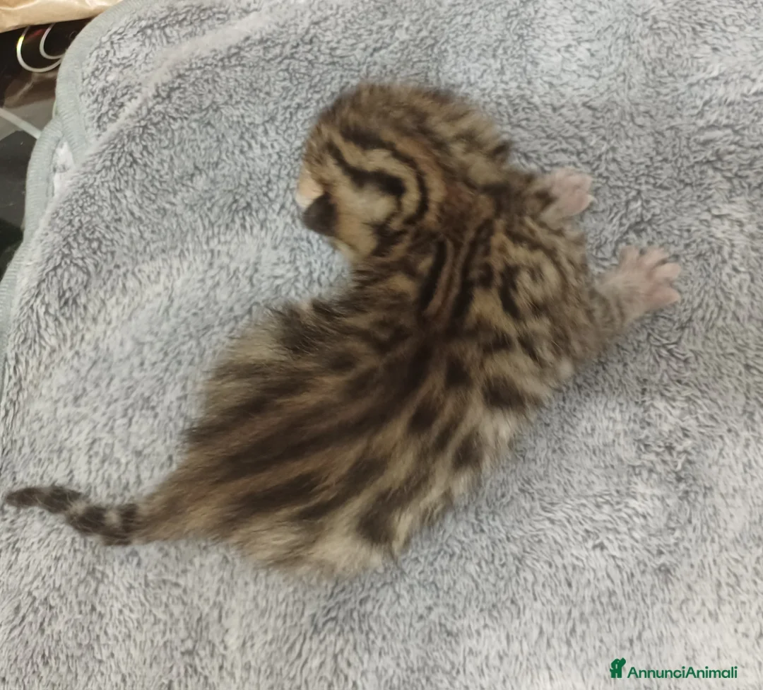 Bengala gatti in vendita: Gatto del bengala  - Annuncio 12