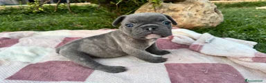 Bulldog Francese 2