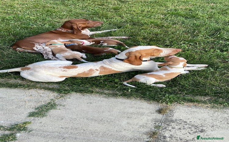 Bracco cani a Provincia di Forlì-Cesena - Annuncio 1