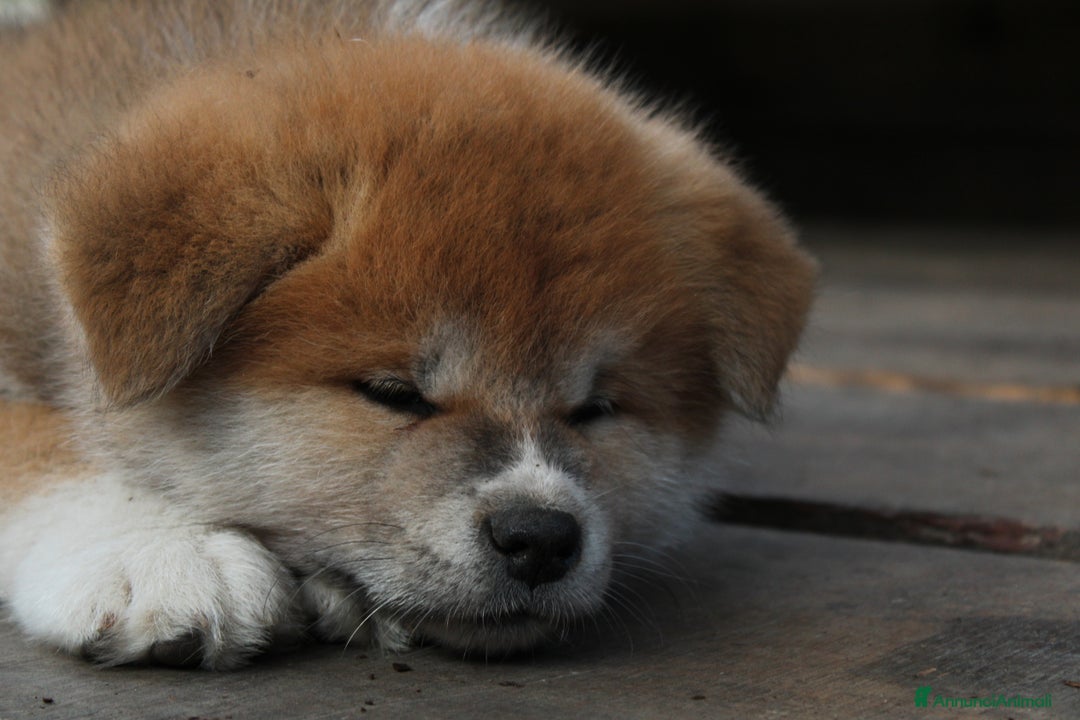 Immagine della galleria {{count}}