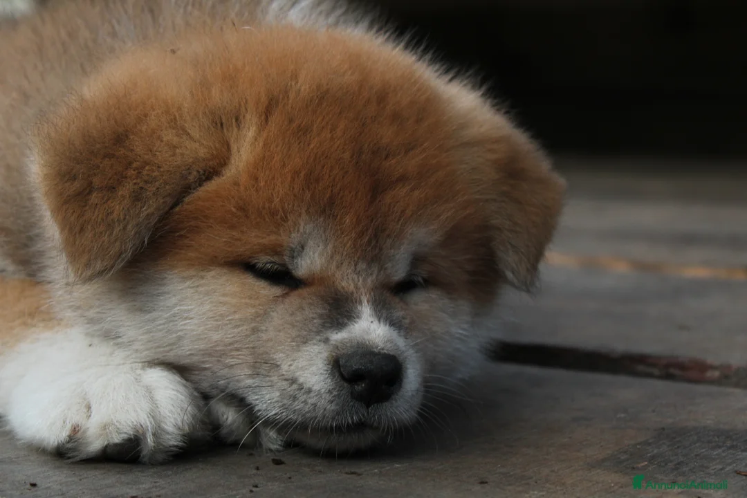 Immagine della galleria {{count}}