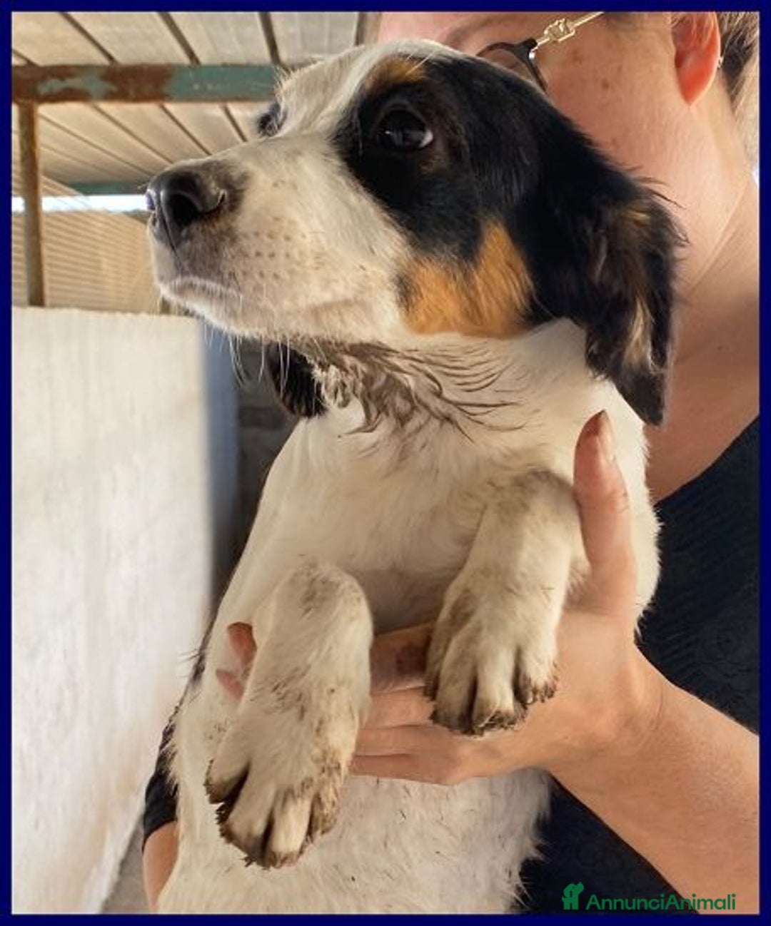 Meticcio cani in regalo: FILADELFIA abbandonata col fratello tg mediopicc. - Annuncio 3