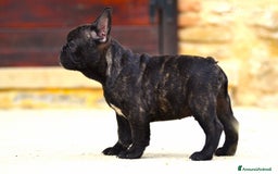 Bulldog Francese cani in vendita: Cucciolo maschio di bouledogue francese bringee  a Provincia di Rieti - Immagine 3
