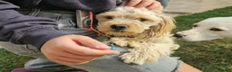 Meticcio cani in regalo: Romina: cucciolotta taglia piccola socievole  - Annuncio 2