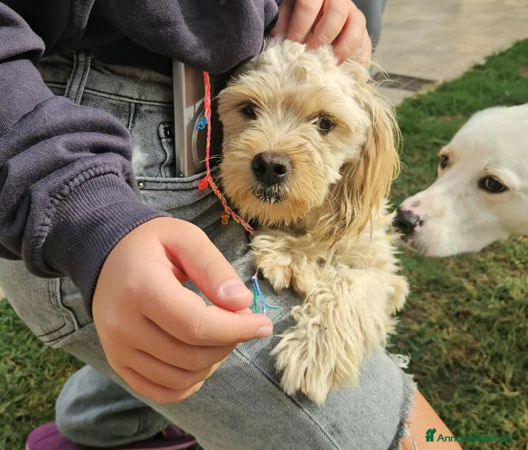 Meticcio cani in regalo: Romina: cucciolotta taglia piccola socievole  - Annuncio 2