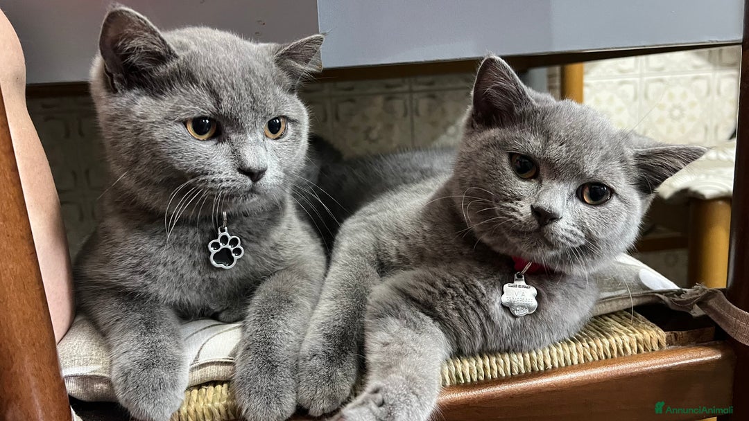 British gatti in vendita: British Shorthair  - Immagine 1
