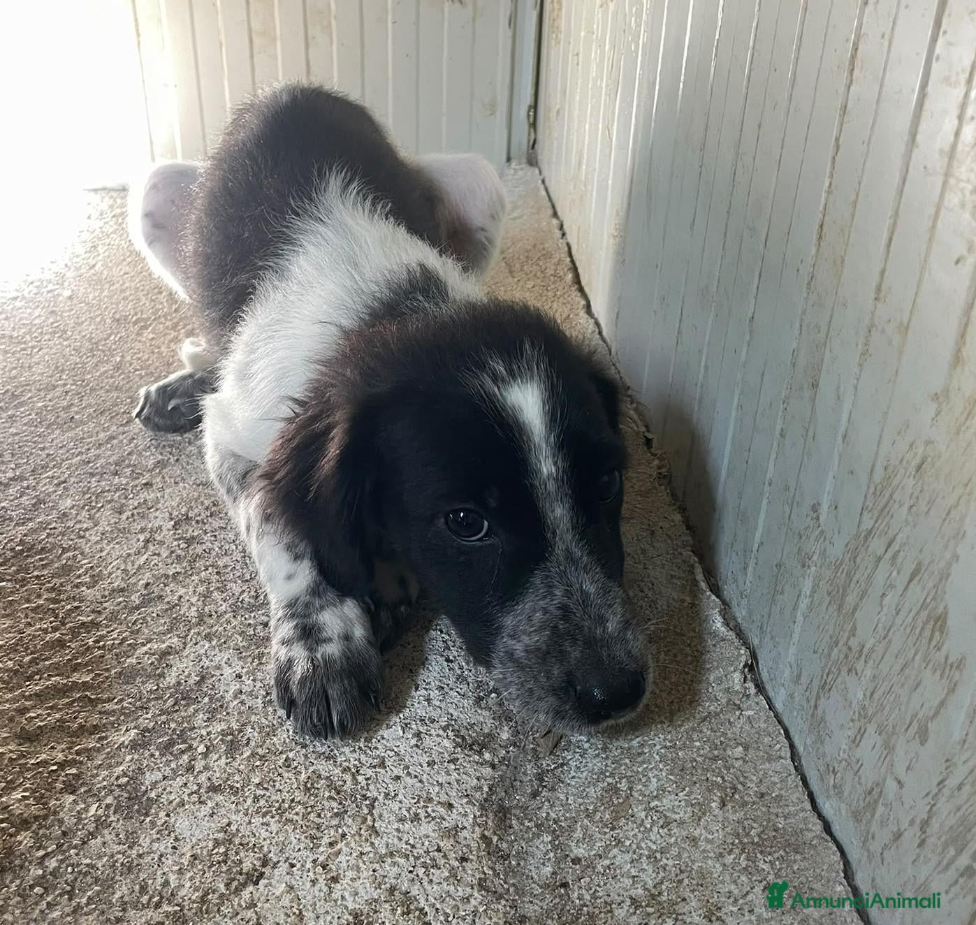Meticcio cani in regalo: FRATELLO E SORELLA - Annuncio 1