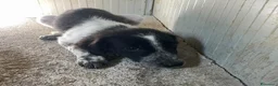 Meticcio cani in regalo: FRATELLO E SORELLA a Città metropolitana di Milano - Annuncio 1