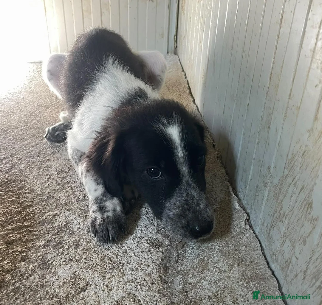 Meticcio cani in regalo: FRATELLO E SORELLA a Città metropolitana di Milano - Annuncio 1