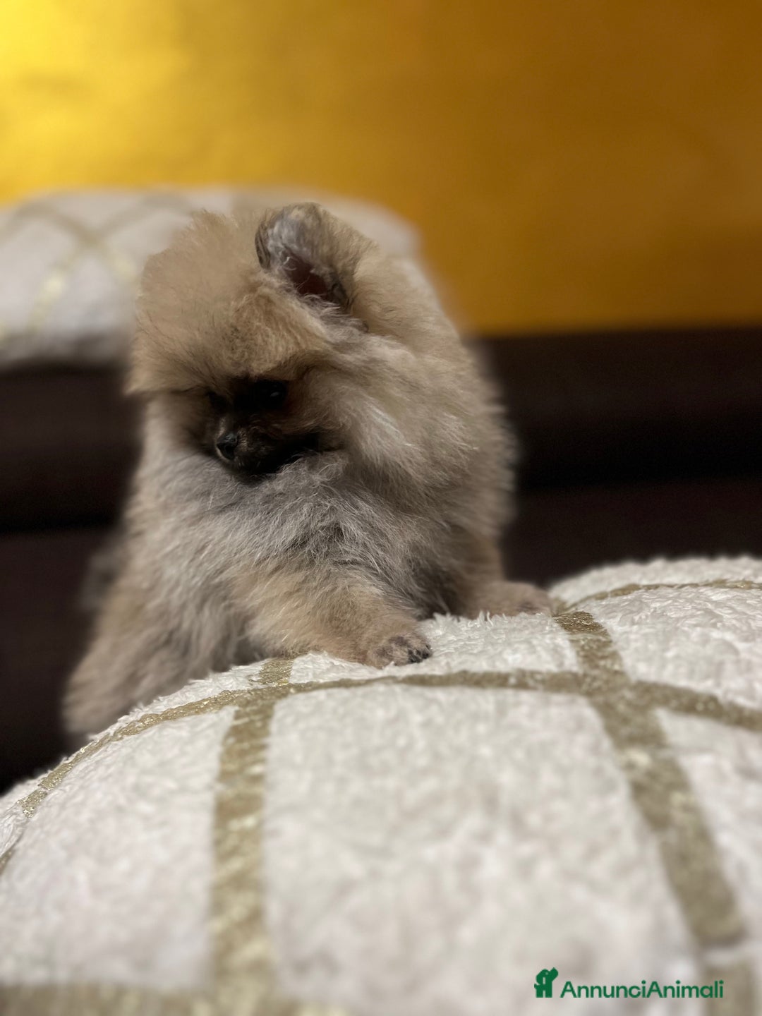 Volpino Pomerania cani in vendita: CUCCIOLA DI POMERANIA CON PEDIGREE ENCI - Annuncio 5