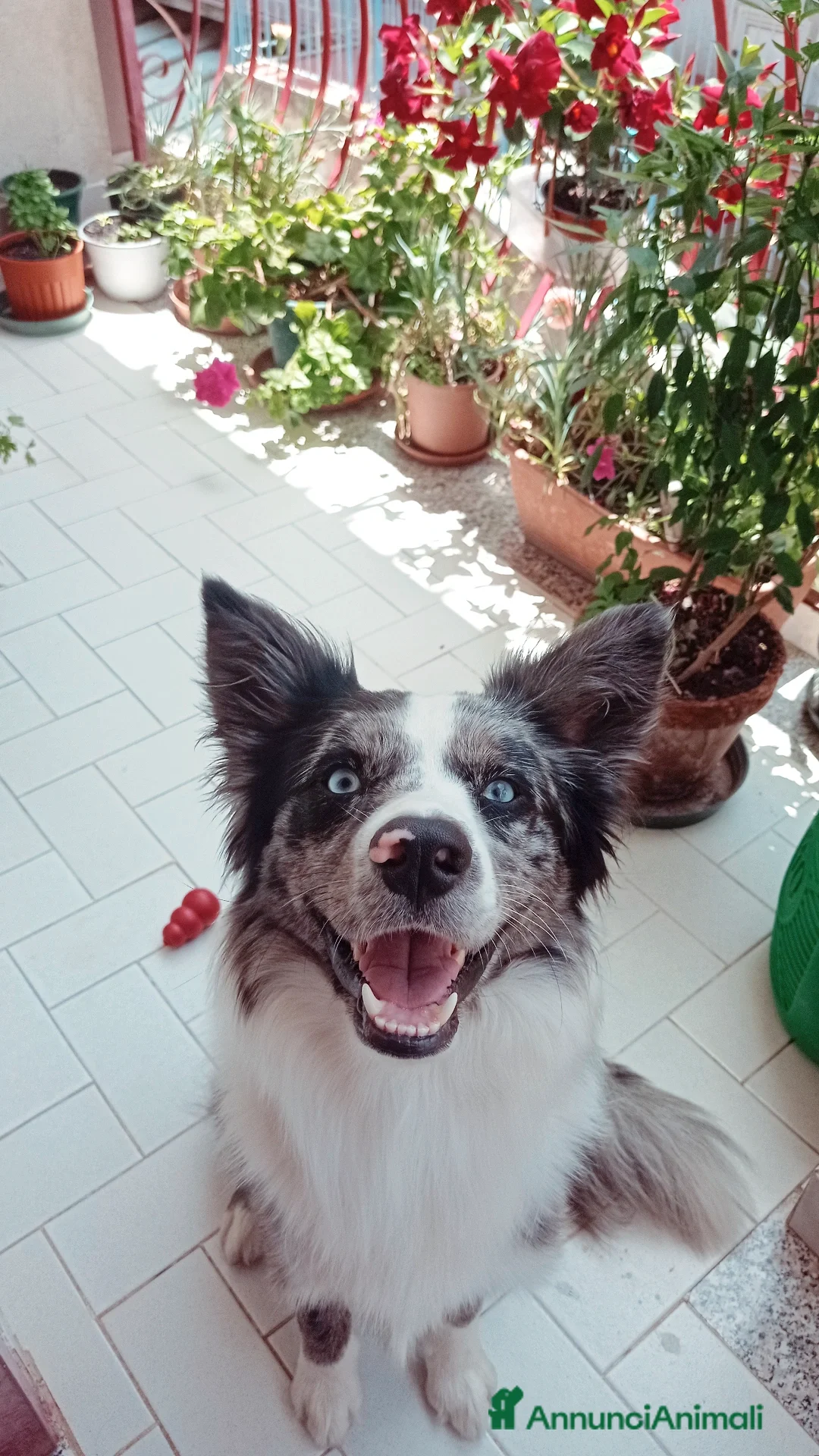 Border Collie cani in vendita: Cucciolo di border collie blue merle  - Annuncio 5