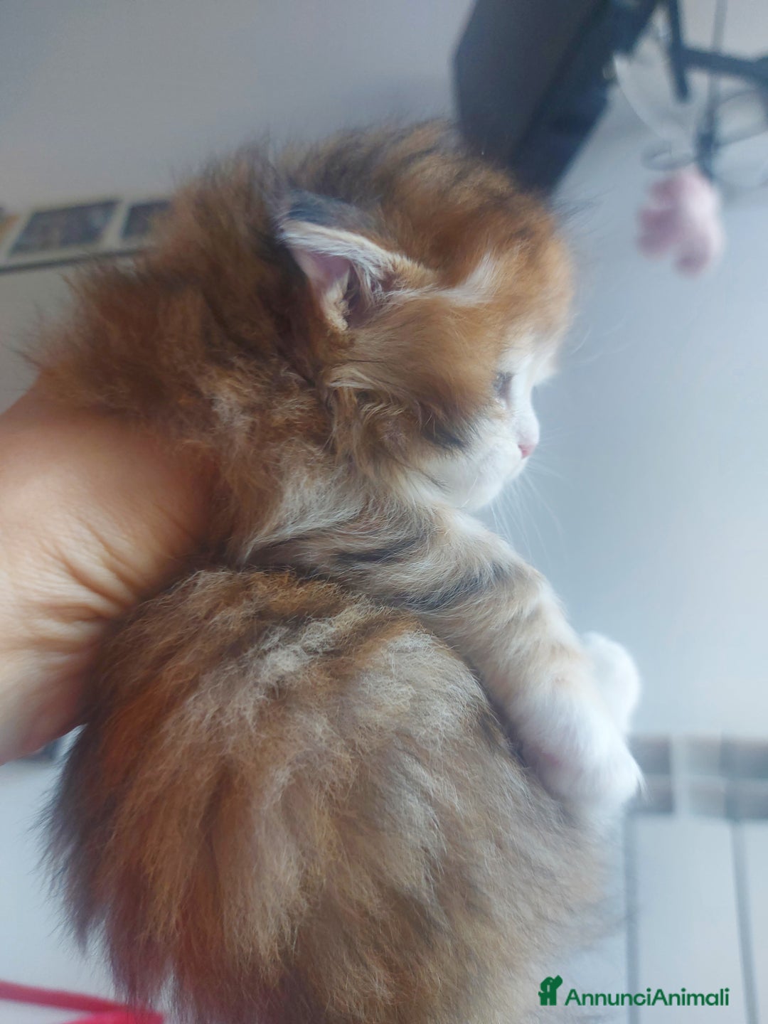 Siberiano gatti in vendita: Cuccioli di gatto Siberiano Certificati  - Annuncio 4