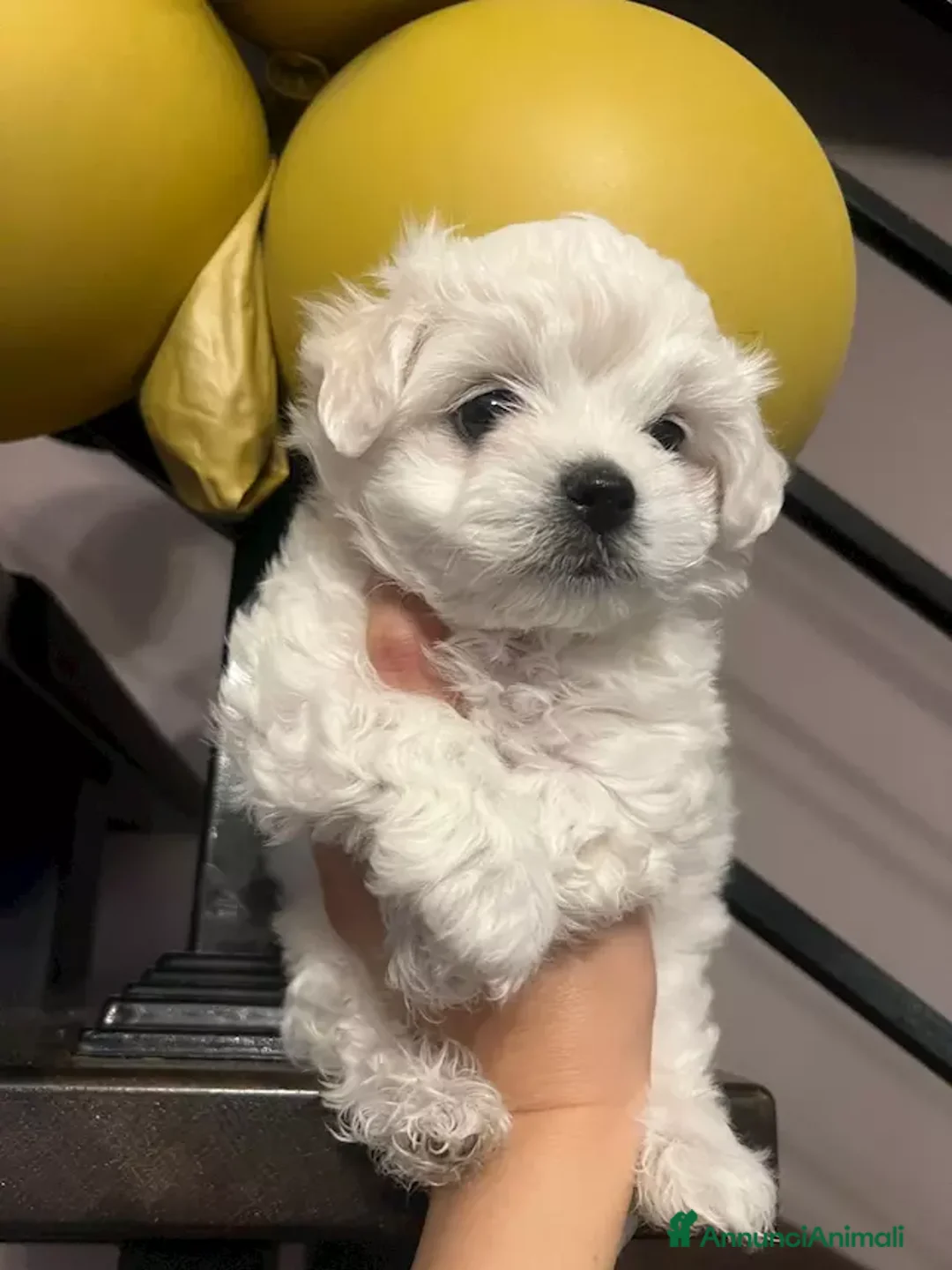 Maltese cani in vendita: Cuccioli di maltese disponibili! - Annuncio 5