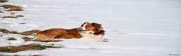 Australian Shepherd cani in vendita: Australian Shepherd pedigree ENCI - Annuncio 7