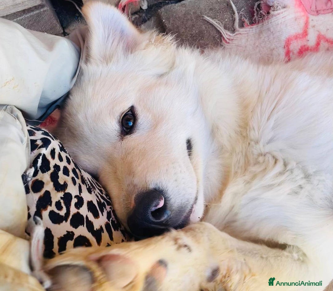 Meticcio cani in regalo: IL MORBIDO E DOLCE AIKO - Annuncio 7