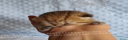 Scottish gatti in vendita: Cuccioli Scottish Fold e Straight a Provincia di Reggio Emilia - Annuncio 7