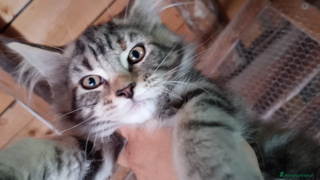 Maine Coon gatti in vendita: Maine coon con pedigree anche libero  - Annuncio 2