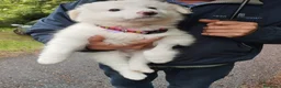 Pastore Abbruzzese Maremmano cani in regalo: Biribu scricciolo di maremmano - Annuncio 3