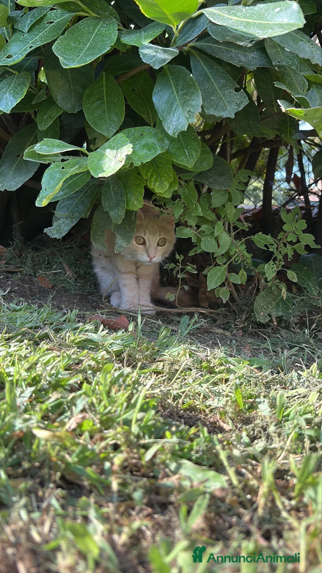 Meticcio gatti in regalo: Gattine in regalo - Annuncio 4