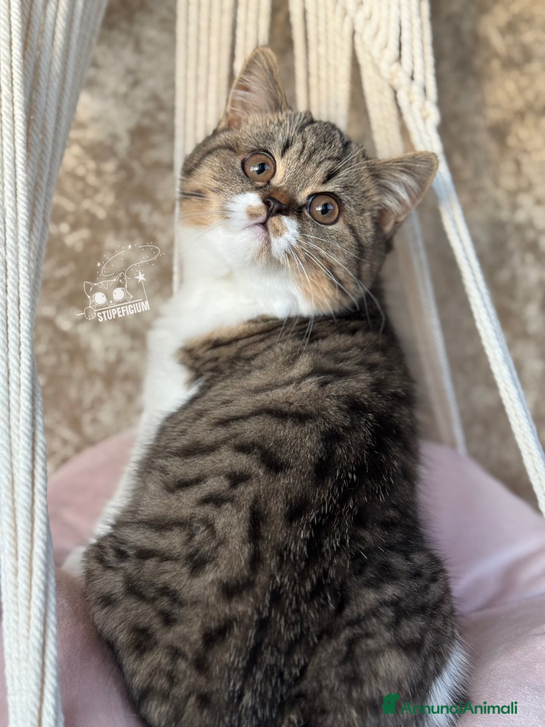 Scottish gatti in vendita: Stupeficium Amos - Scottish Straight - Annuncio 28