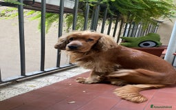 Cocker cani per accoppiamento: Cocker Spaniel maschio pronto per accoppiamento  - Annuncio 3