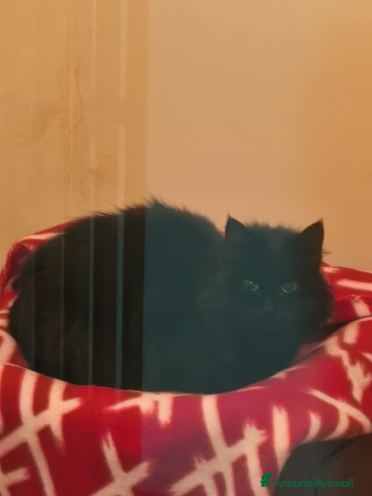 Europeo gatti MICIA NERA A PELO LUNGO  - Annuncio 2